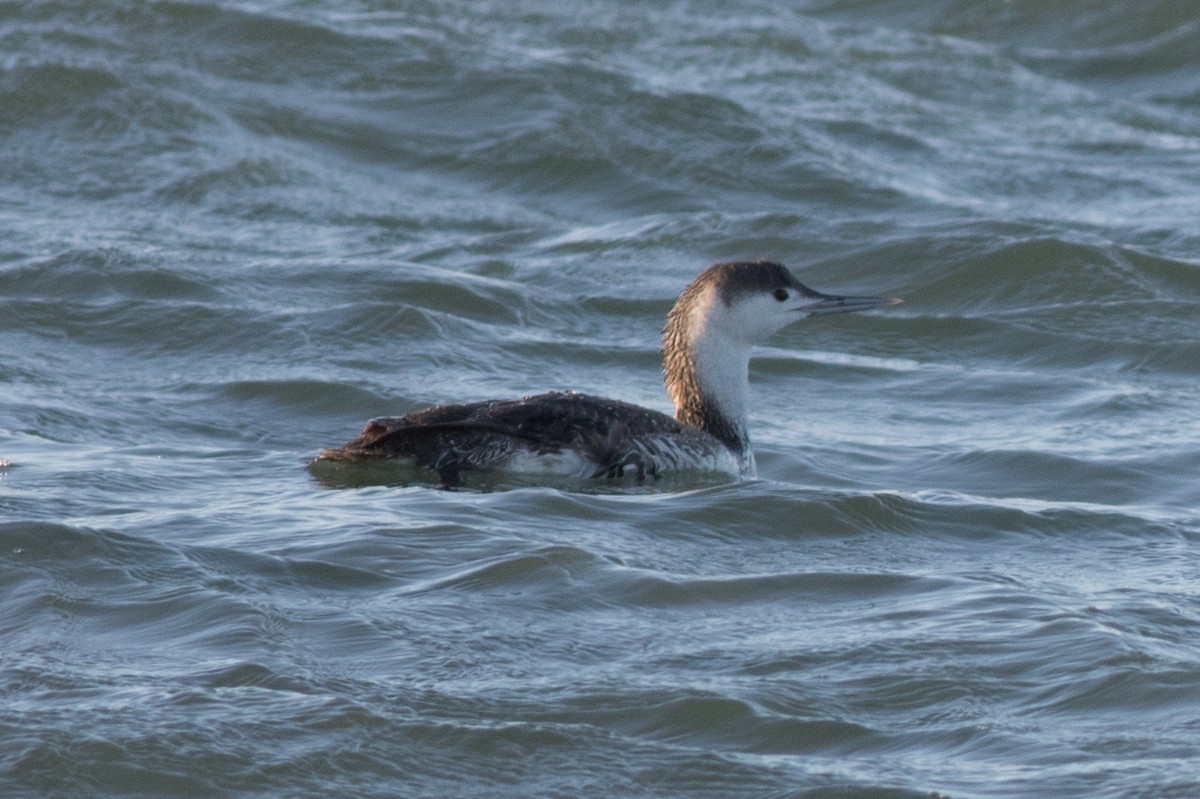 Red-throated Loon - ML52333041