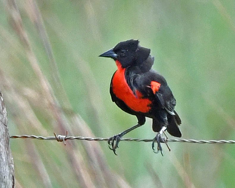 Red-breasted Meadowlark - ML523330411