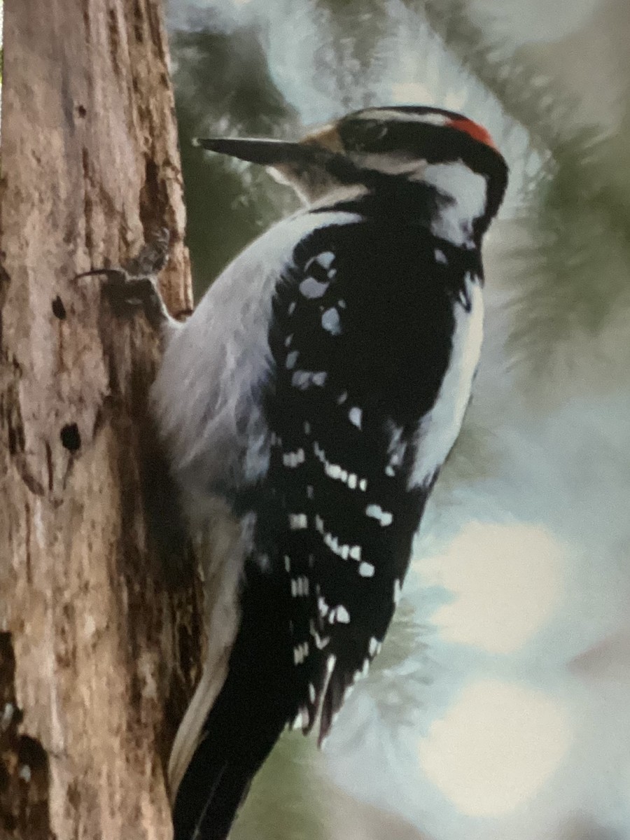 Hairy Woodpecker - ML523331741