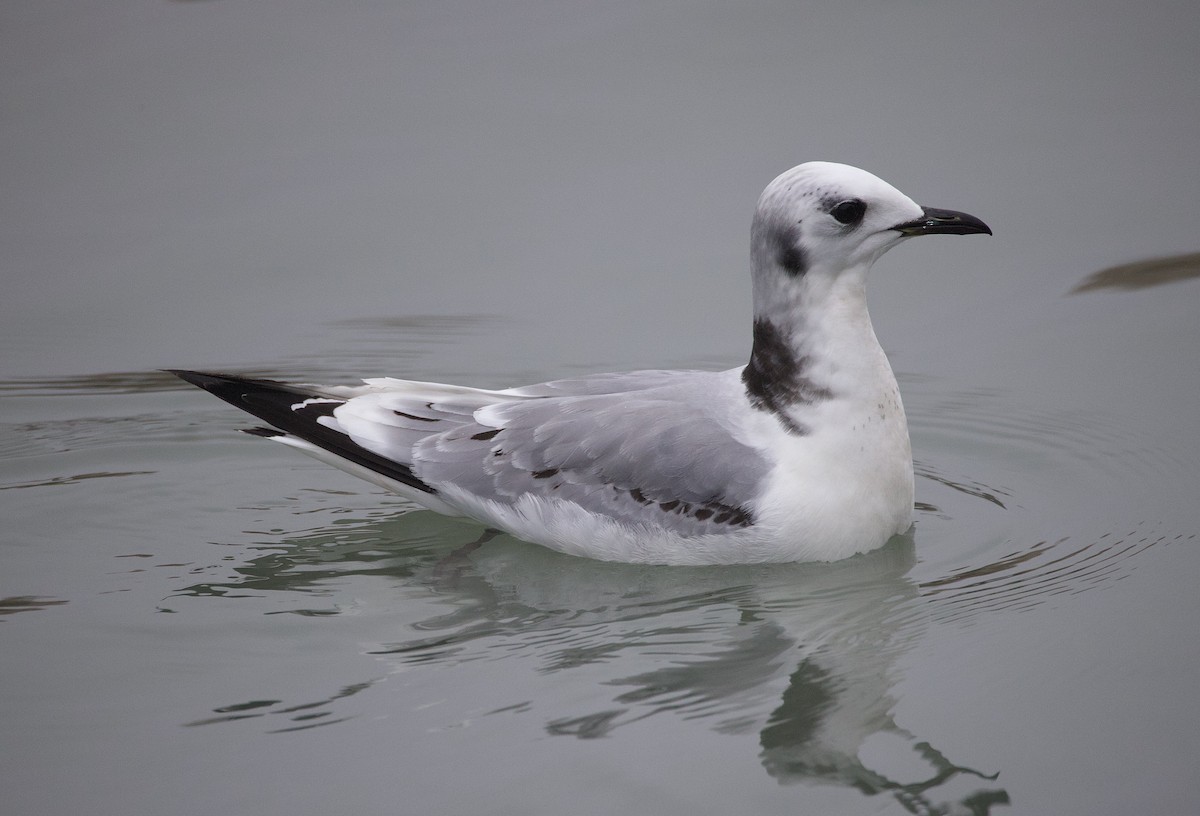 Black-legged Kittiwake - ML523332721