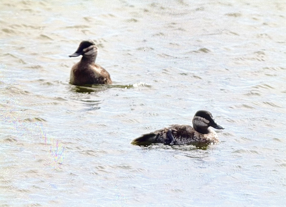 Ruddy Duck - ML523333081