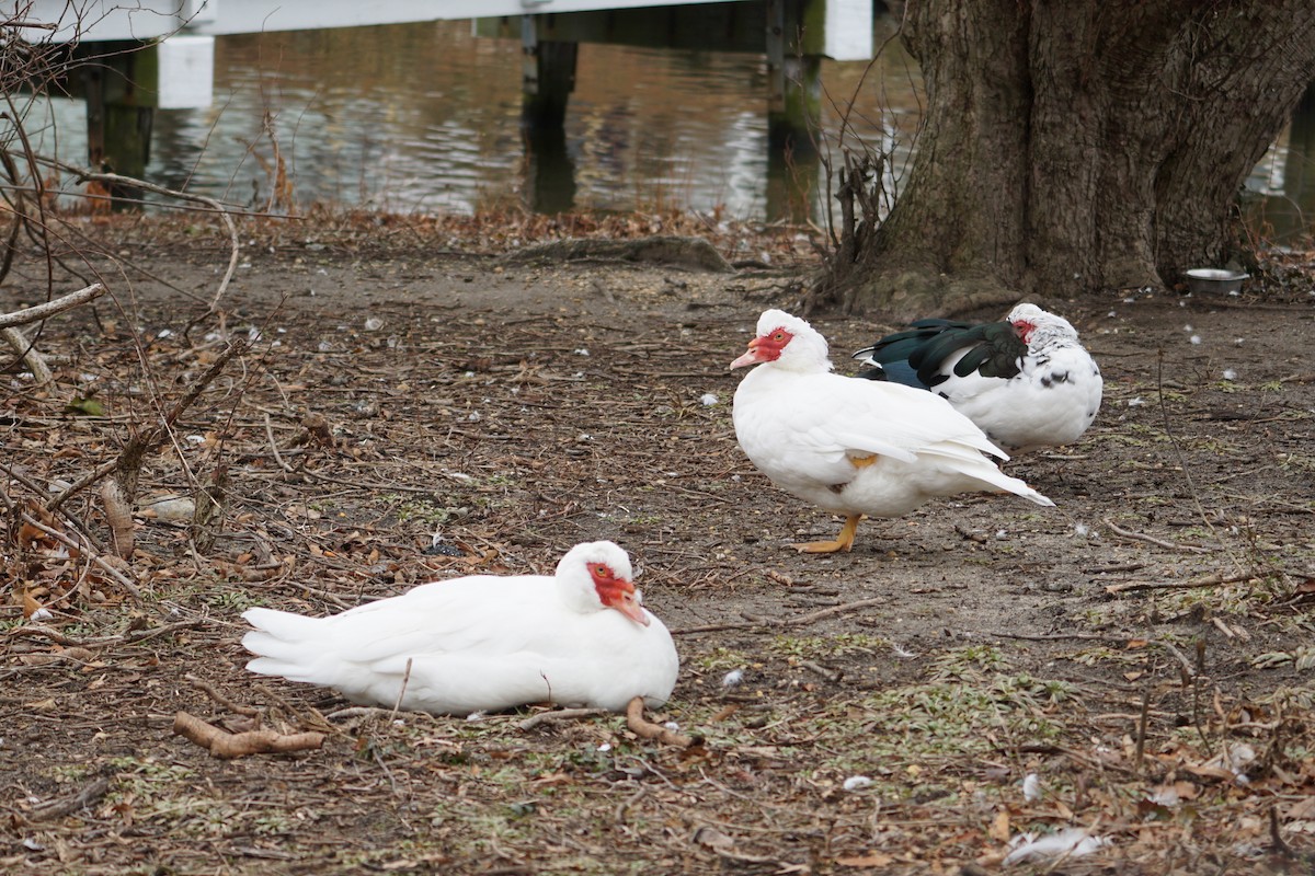 Muscovy Duck (Domestic type) - Melody Ragle
