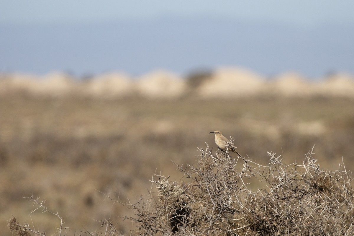 LeConte's Thrasher (Vizcaino) - ML523333311