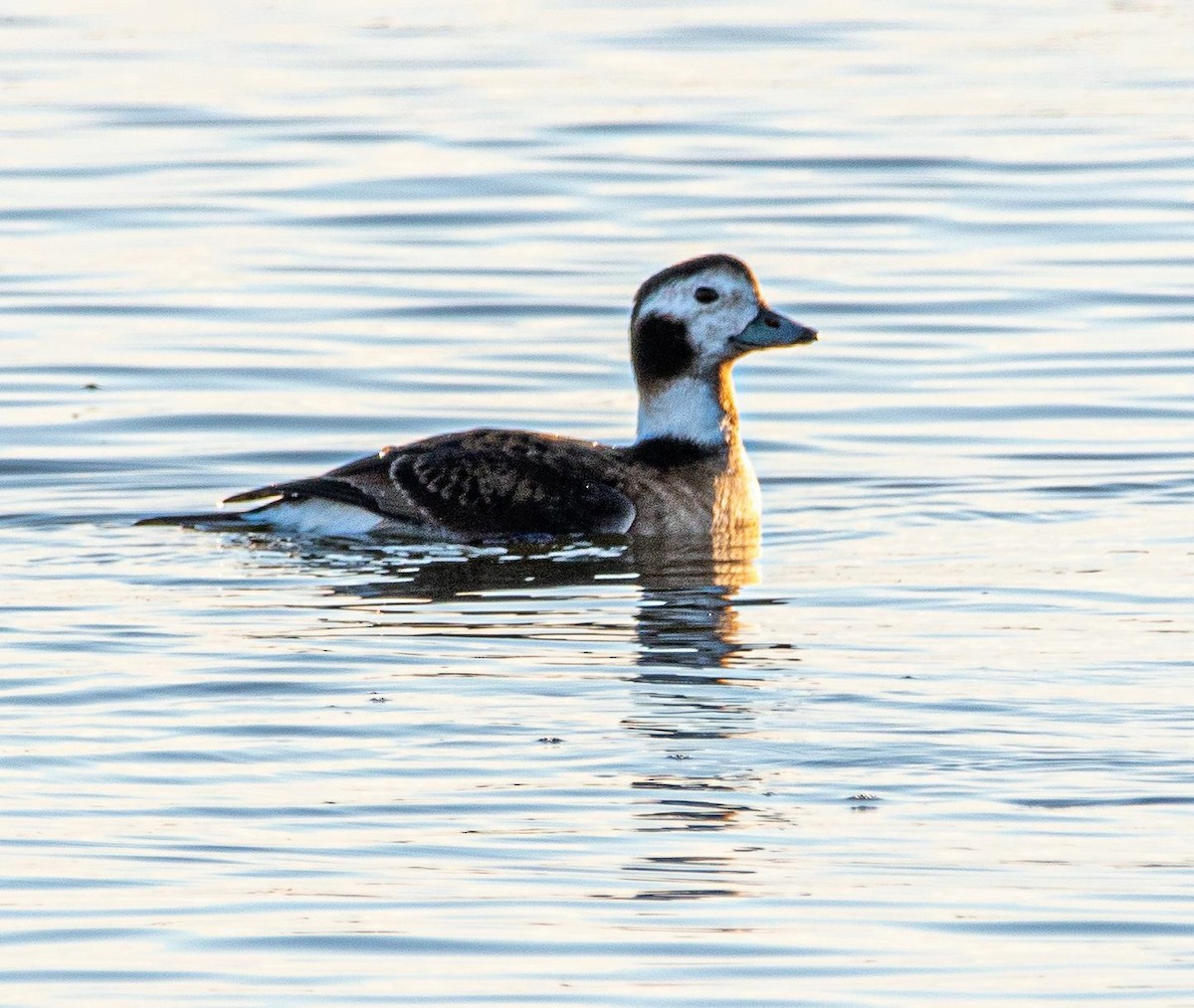 Long-tailed Duck - ML523334011