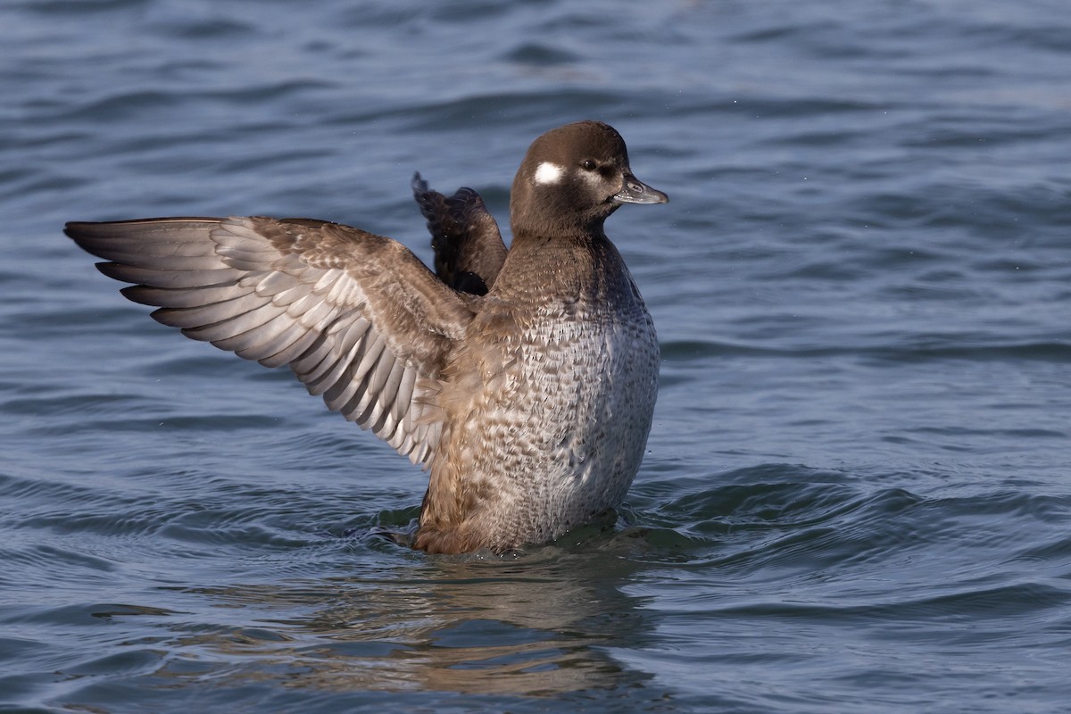 Harlequin Duck - ML523334021