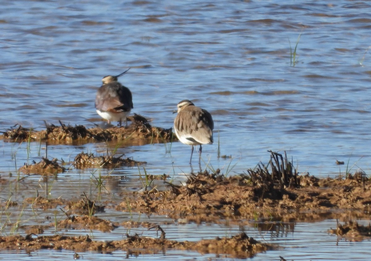 Sociable Lapwing - angel Vela laina