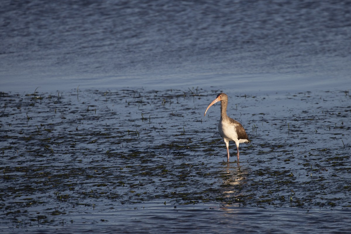Ibis zuria - ML523335021