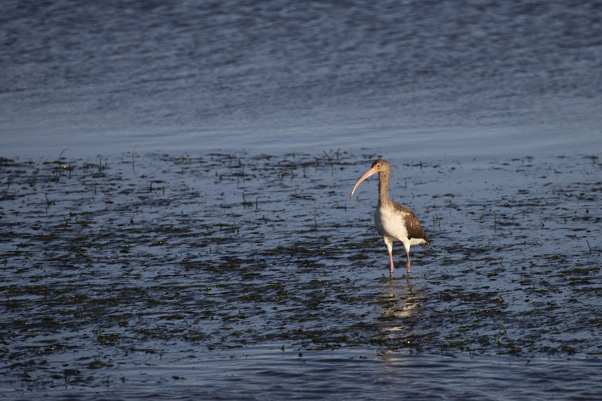 White Ibis - ML523335021