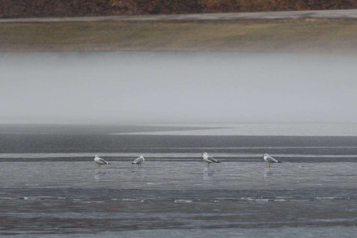 Ring-billed Gull - ML523336961