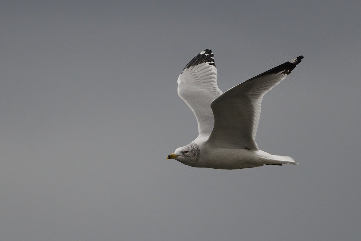 Ring-billed Gull - ML523337011