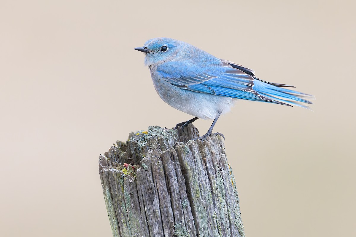 Mountain Bluebird - ML523337171