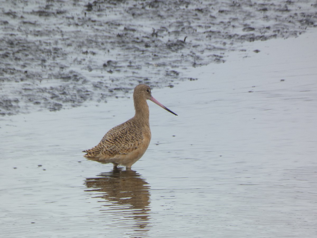 Marbled Godwit - ML523337481