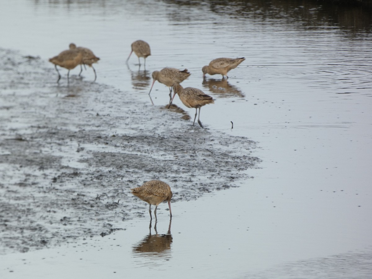 Marbled Godwit - ML523337511