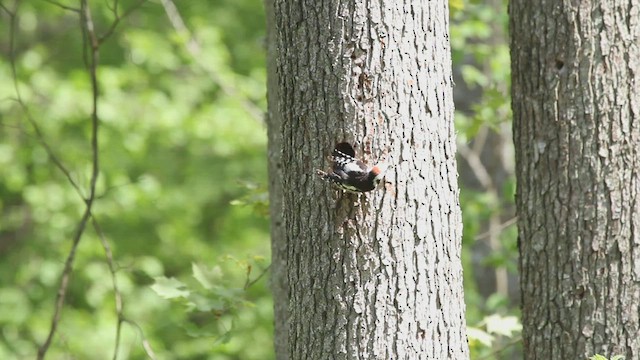 Middle Spotted Woodpecker - ML523338261