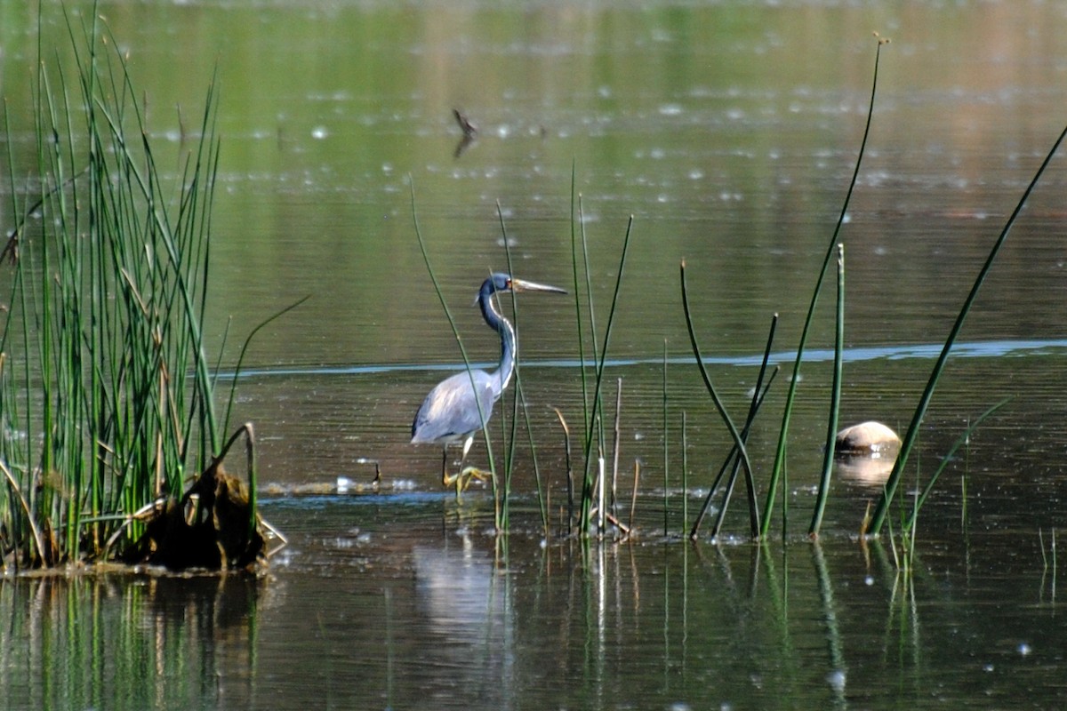 Tricolored Heron - ML523338361