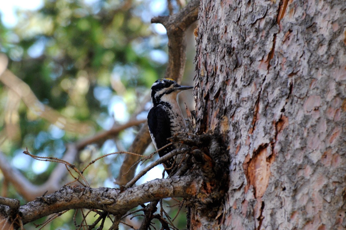 American Three-toed Woodpecker - ML523338701