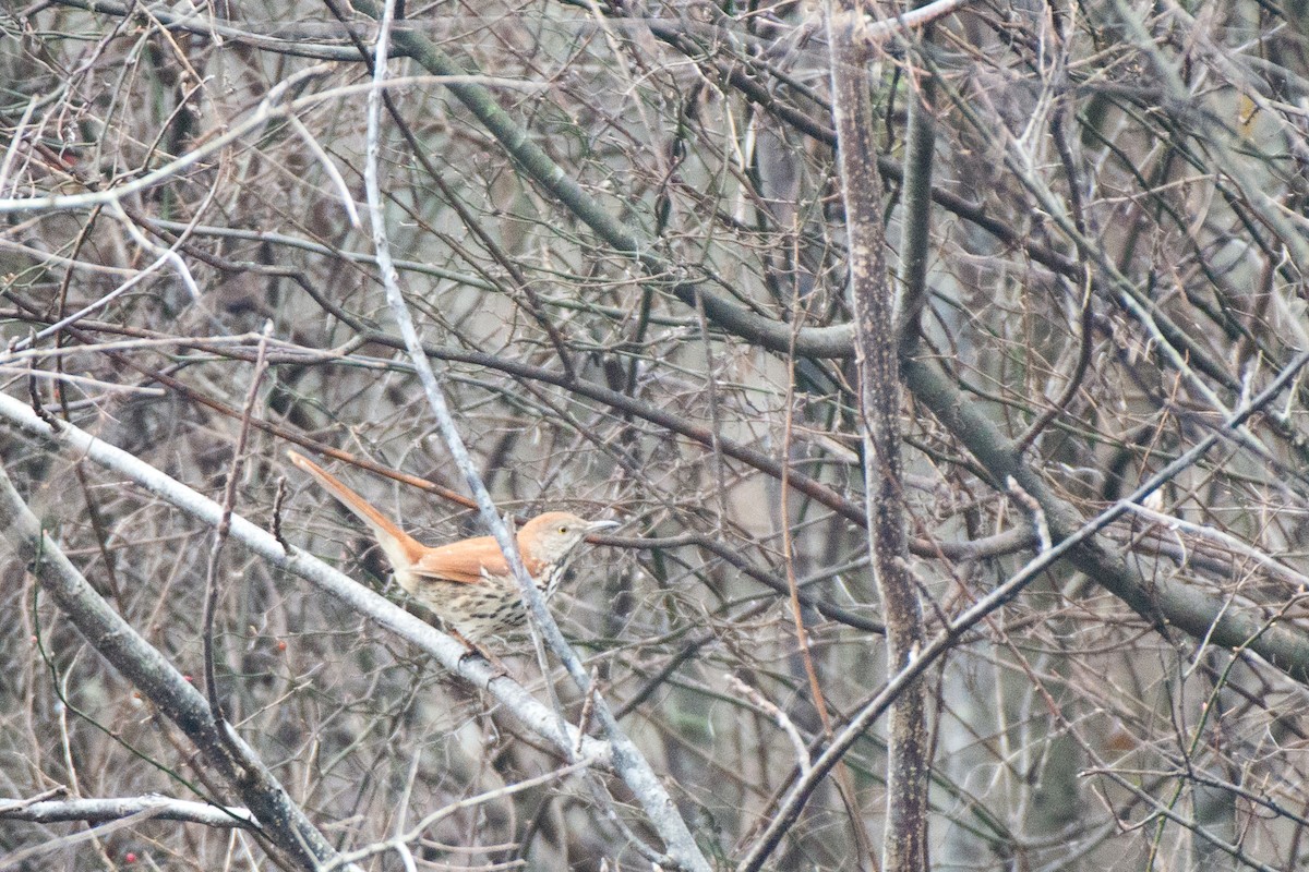 Brown Thrasher - ML523339111