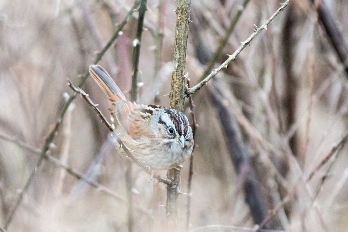Swamp Sparrow - ML523339411