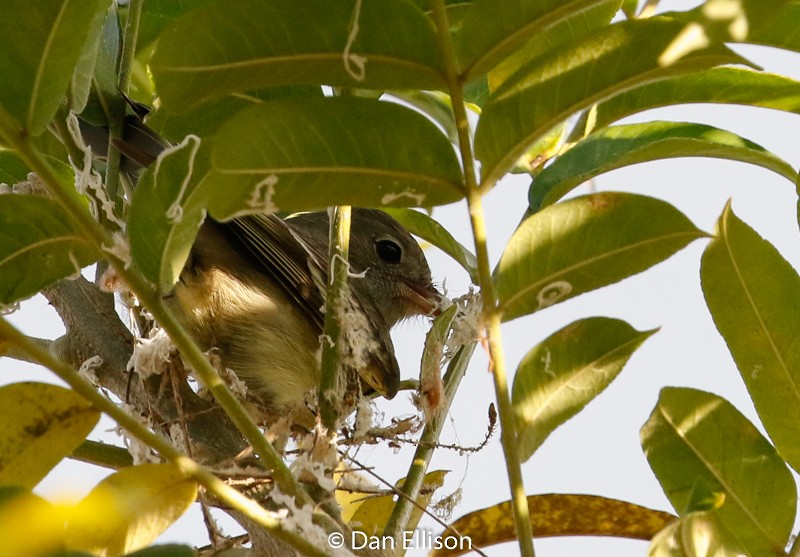 Lesser Elaenia - ML52333951