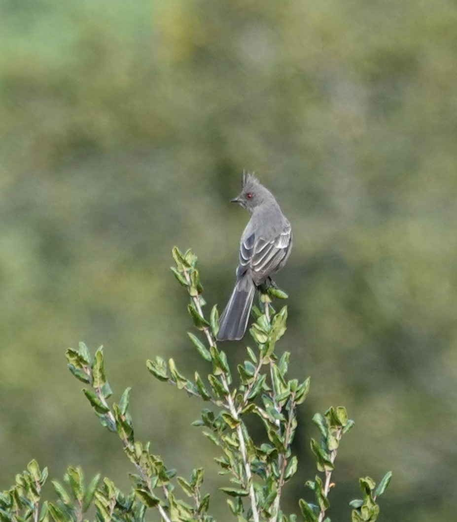 Phainopepla - ML523341461