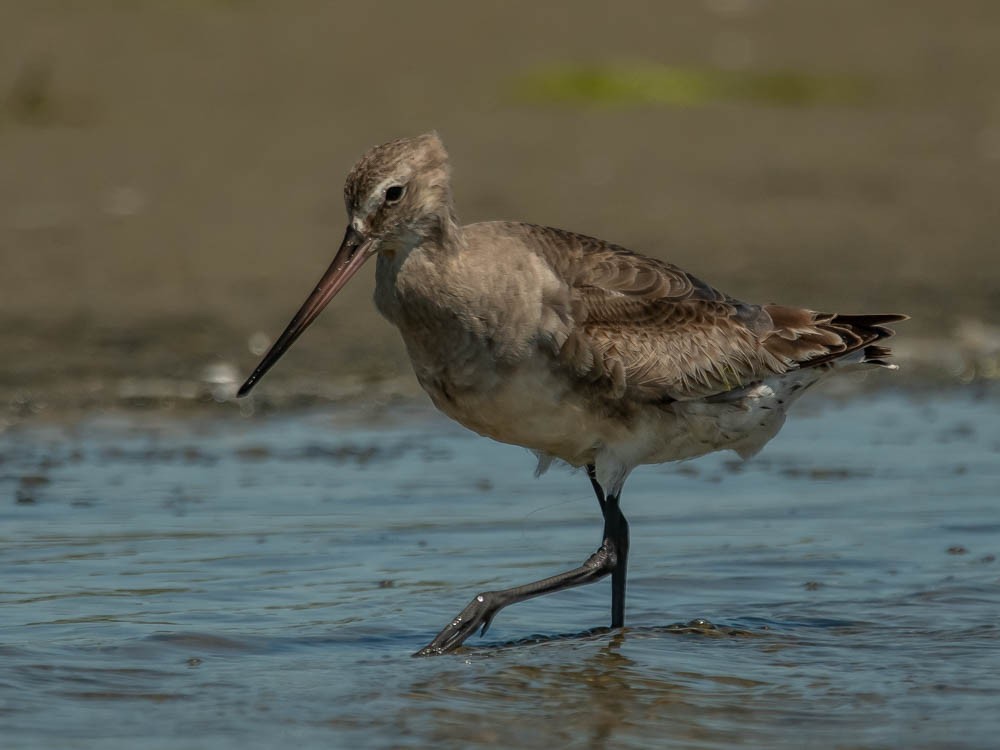 Hudsonian Godwit - ML523341781