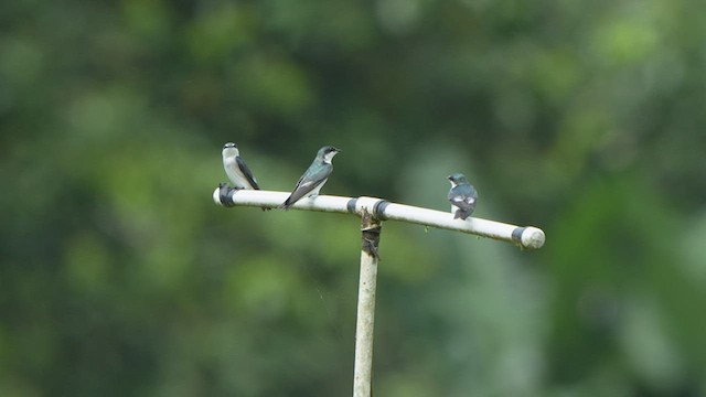 Golondrina de Manglar - ML523342231