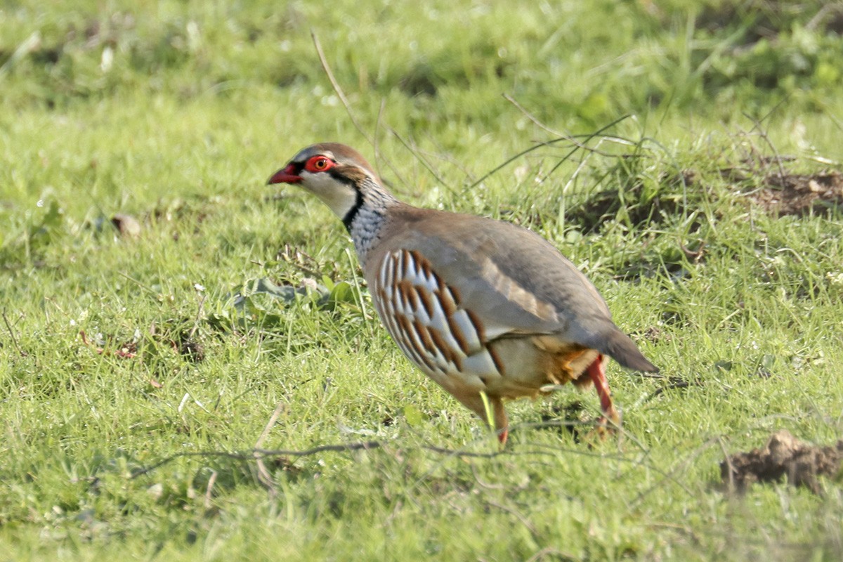Red-legged Partridge - ML523342281