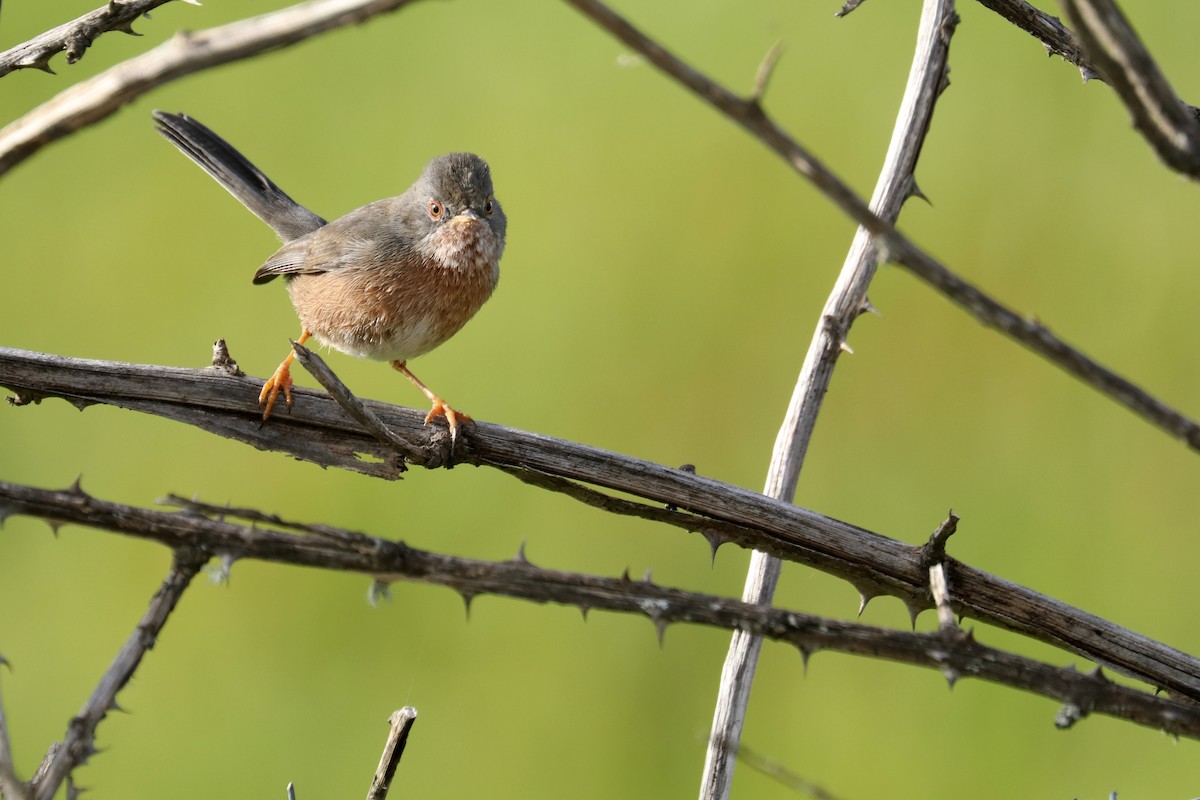 Dartford Warbler - ML523342371