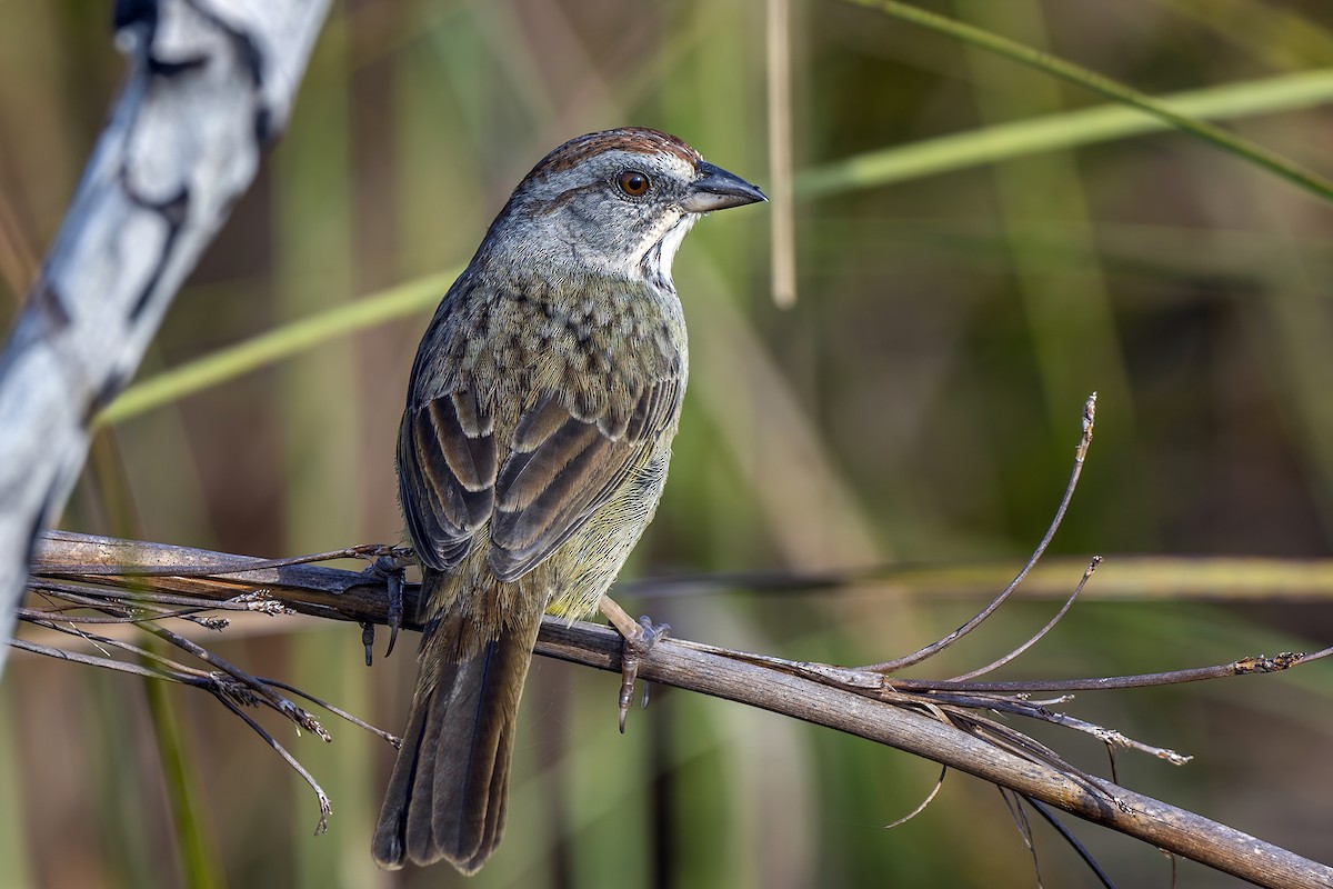 Zapata Sparrow - Su Li