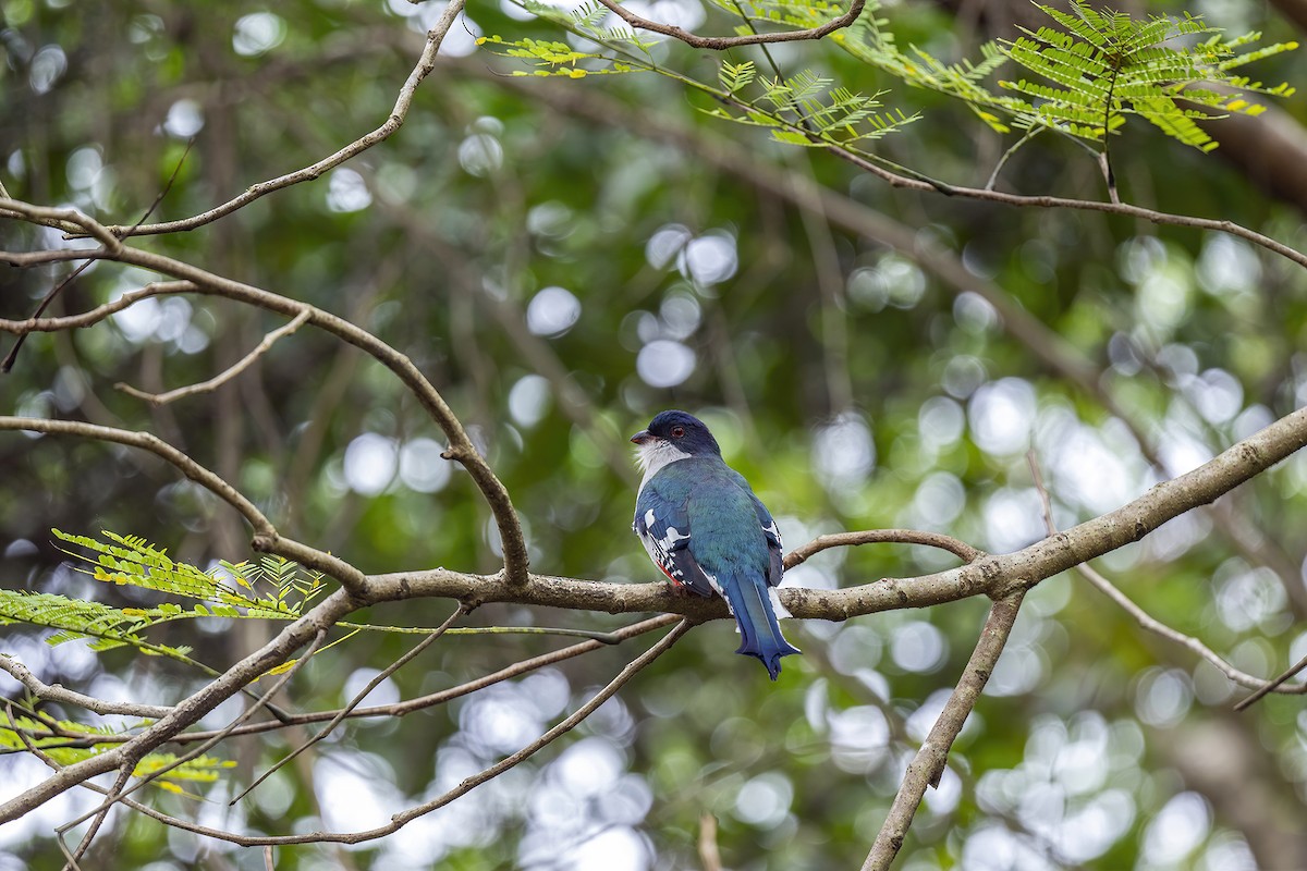 trogon kubánský - ML523344171