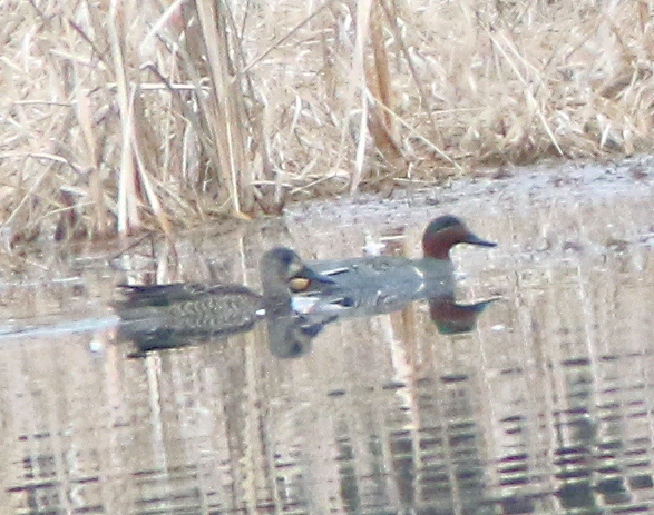 Blue-winged Teal - ML523344601