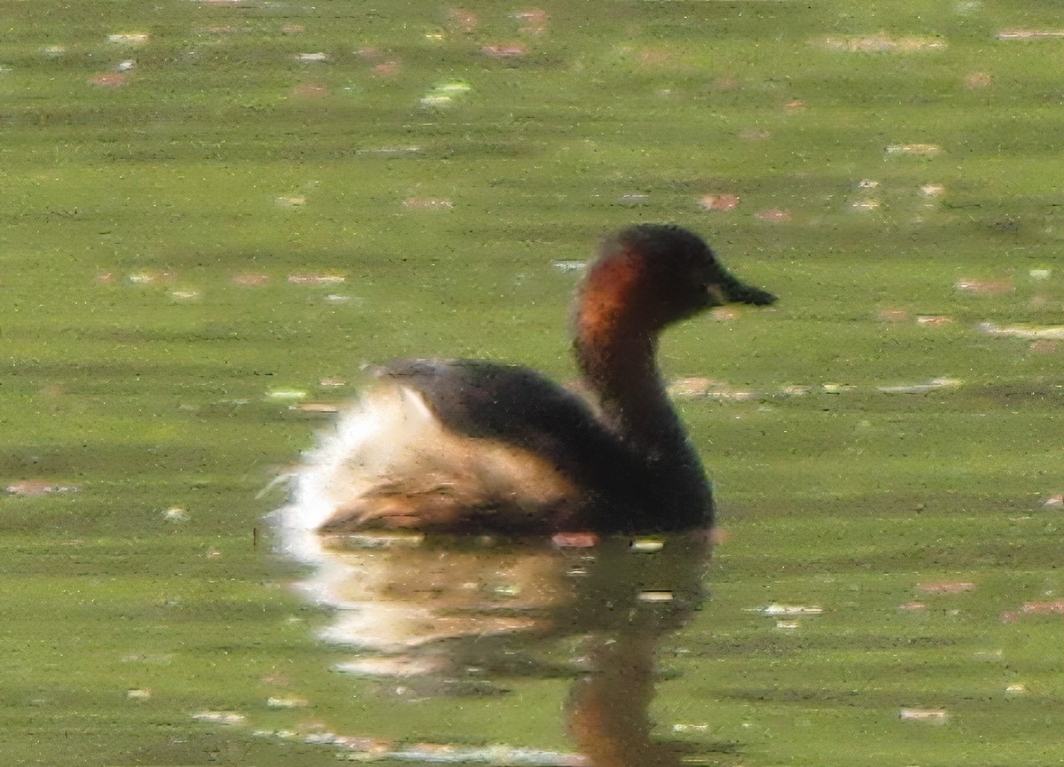 Little Grebe - ML523344731