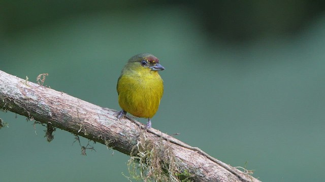 Olive-backed Euphonia - ML523344741