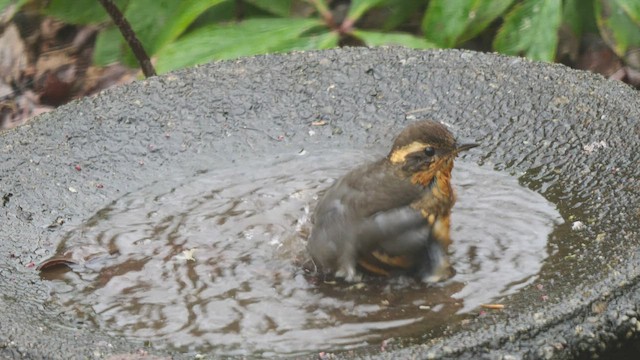 Varied Thrush - ML523347061