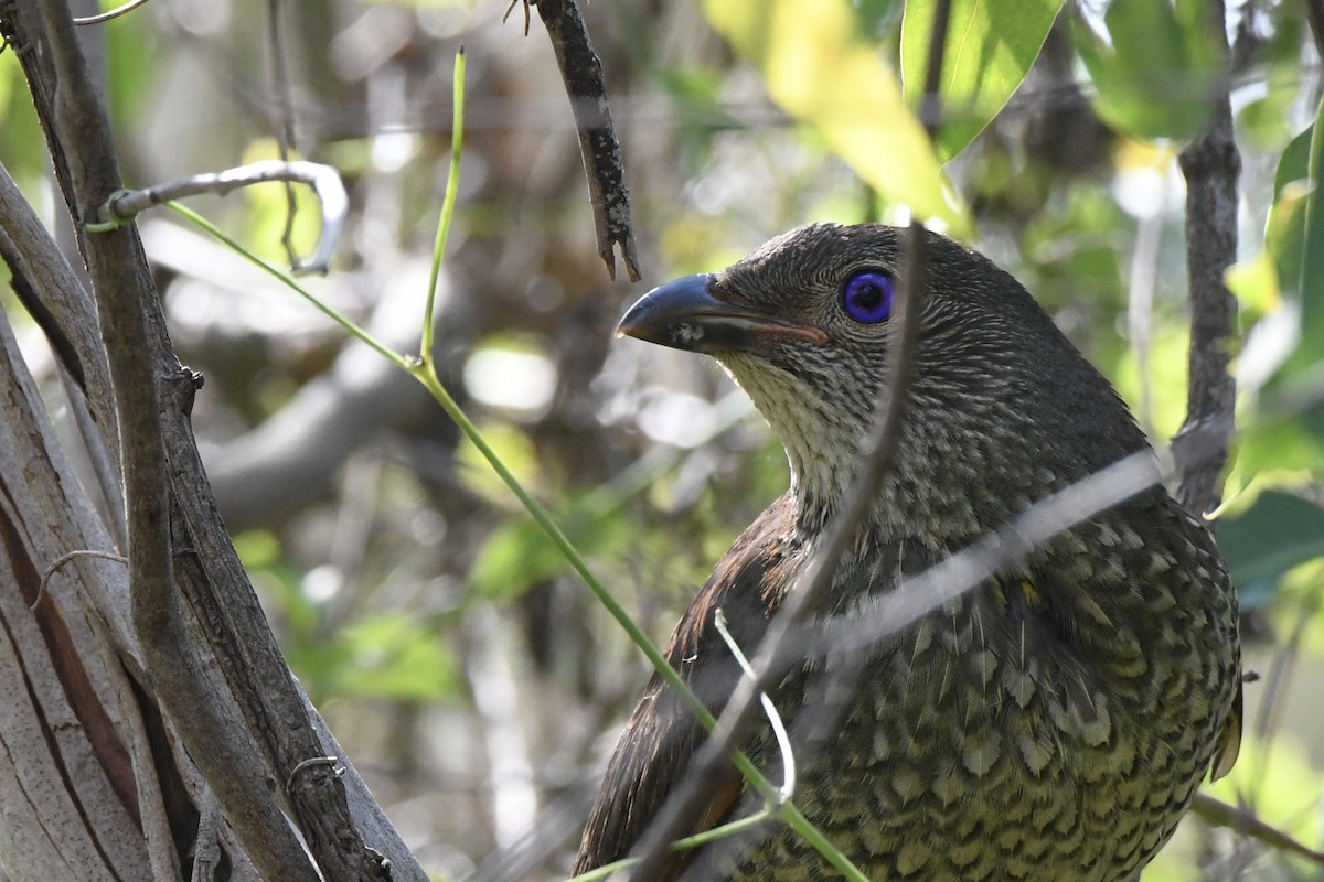 Satin Bowerbird - ML523347131