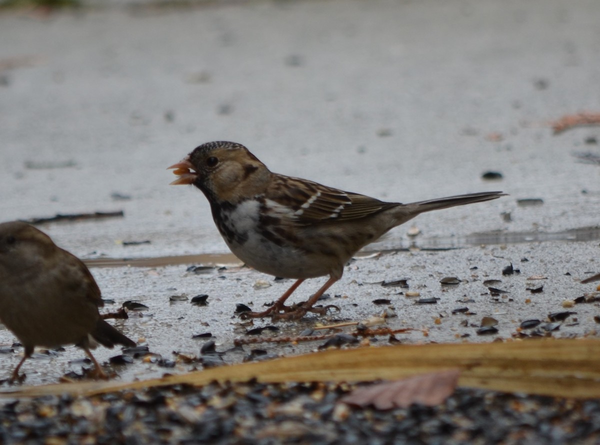 Harris's Sparrow - ML52334741