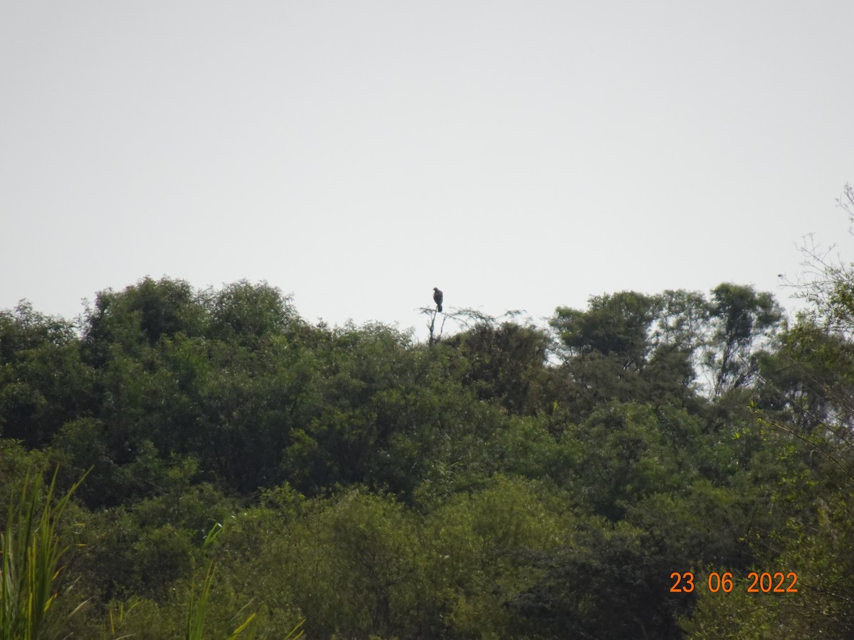 Harris's Hawk - ML523347421