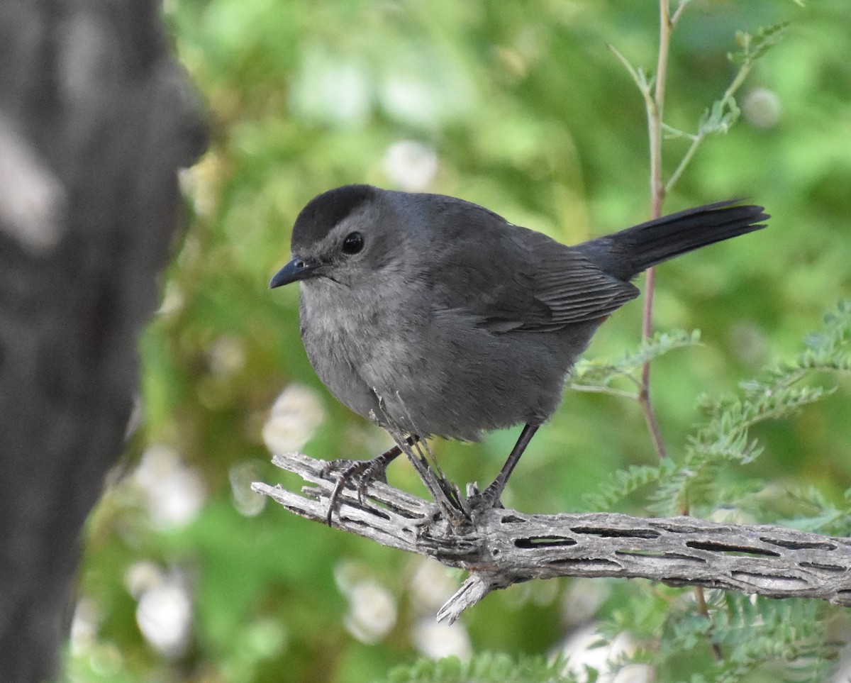 Gray Catbird - valerie boman