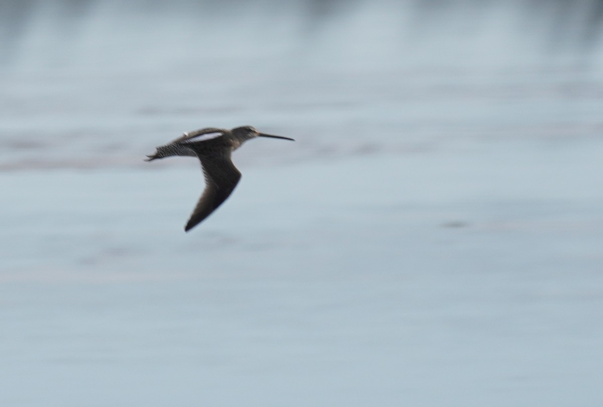 Long-billed Dowitcher - ML523347921