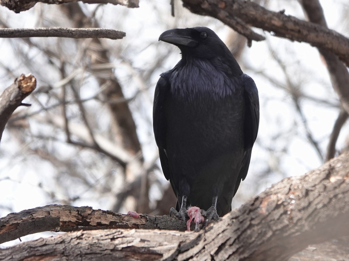 Corbeau à cou blanc - ML523349341