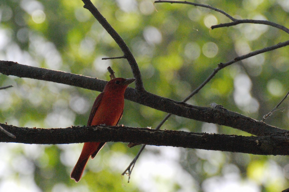 Summer Tanager - Nick Moore