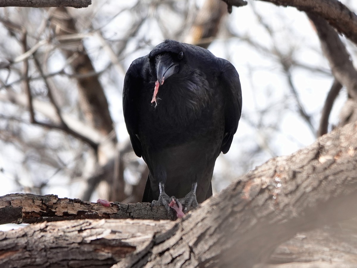 Chihuahuan Raven - Liz Soria