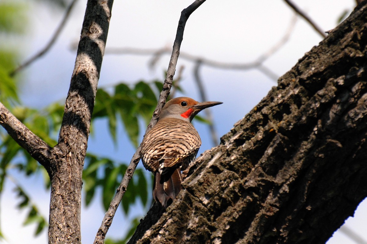 Northern Flicker (Yellow-shafted x Red-shafted) - Nick Moore