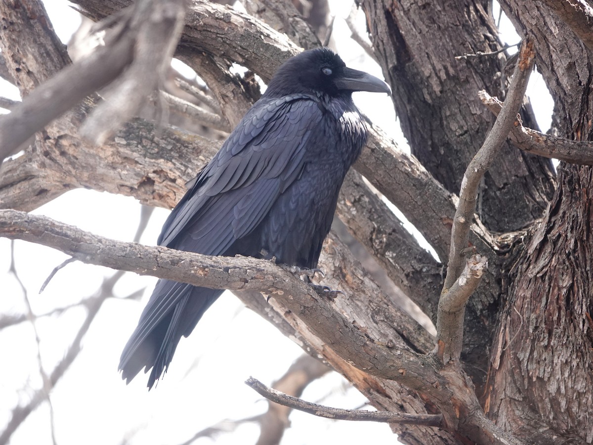 Corbeau à cou blanc - ML523350041