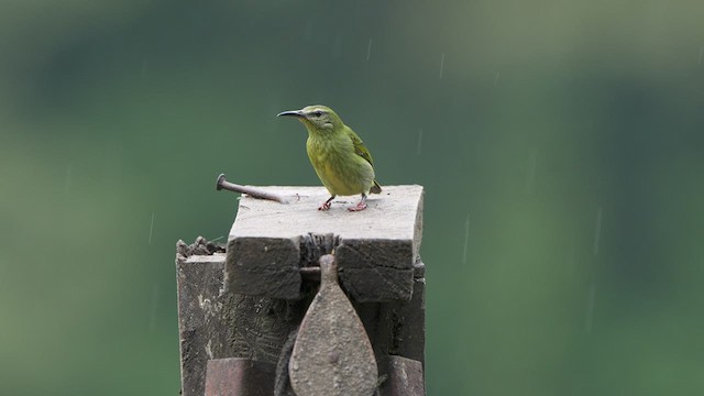 Red-legged Honeycreeper - ML523351171