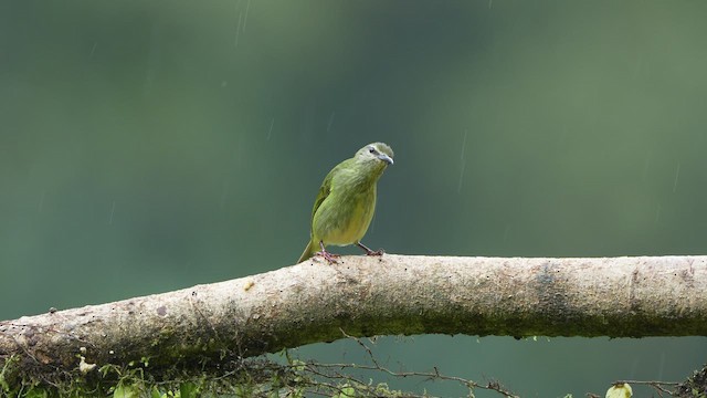 Red-legged Honeycreeper - ML523351241