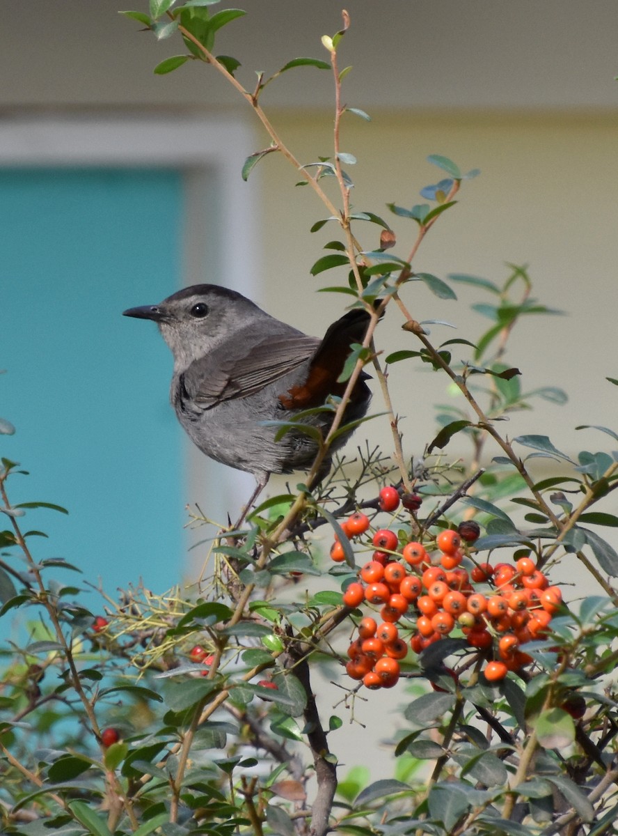 Pájaro Gato Gris - ML523351361