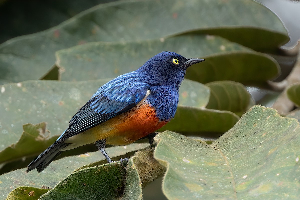 Scarlet-breasted Dacnis - Phil Bartley