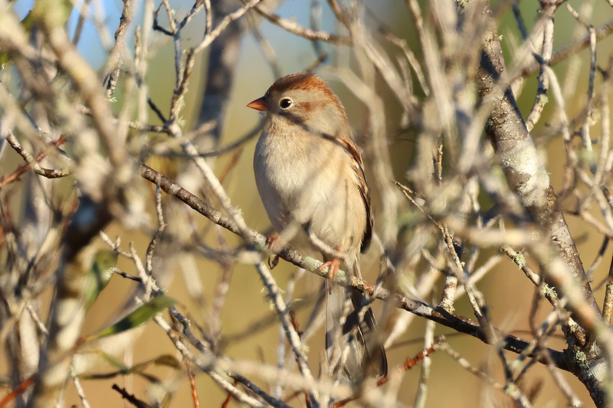 Field Sparrow - ML523352111