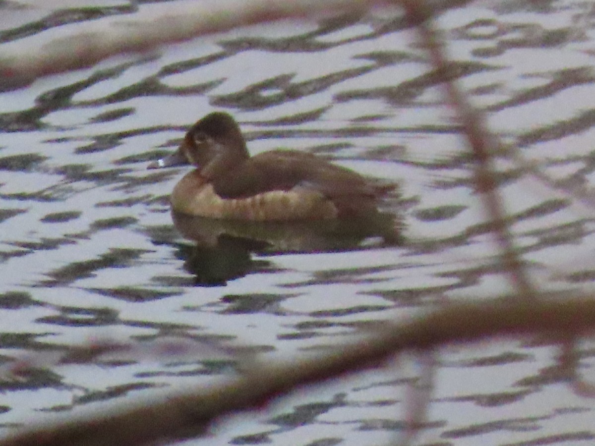 Ring-necked Duck - ML523352331